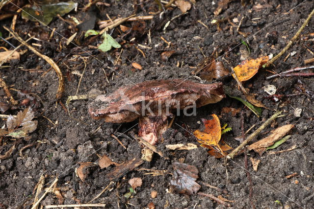 Agaricus geesterani