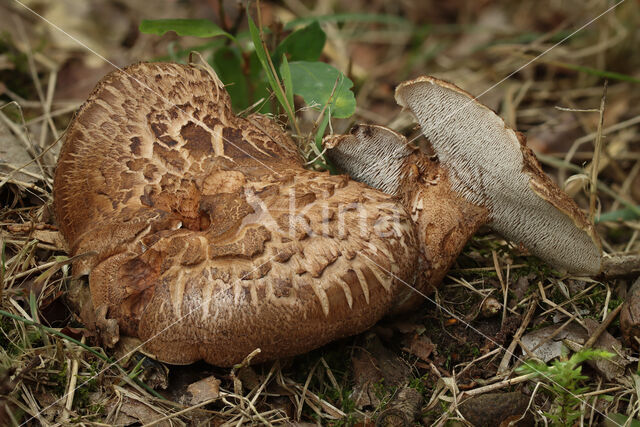 Sarcodon scabrosus