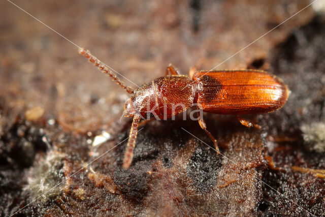 rusty grain beetle (Cryptolestes ferrugineus)