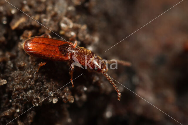 rusty grain beetle (Cryptolestes ferrugineus)