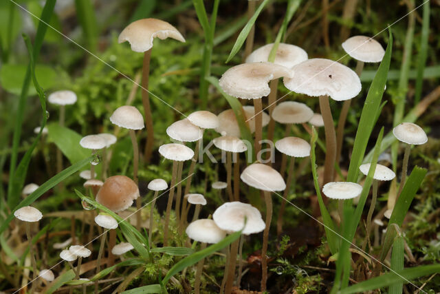 Splitpea Shanklet (Collybia cookei)