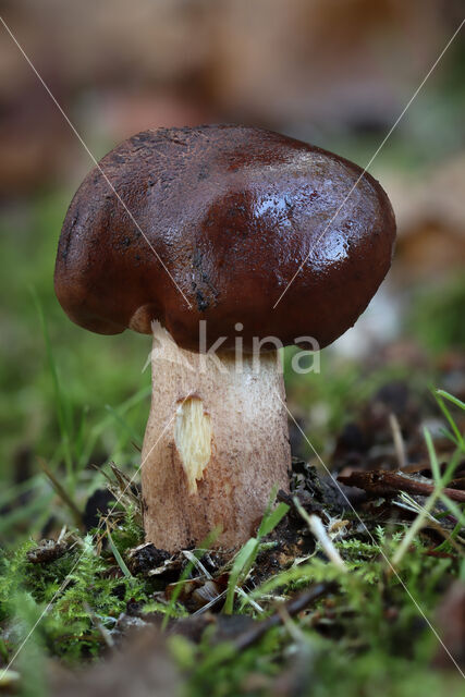 Birch Knight (Tricholoma fulvum)