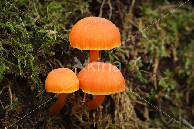 Vermilion Waxcap (Hygrocybe miniata)