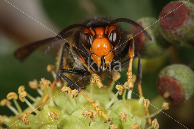 vespa velutina