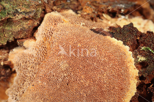 Phellinus ferreus