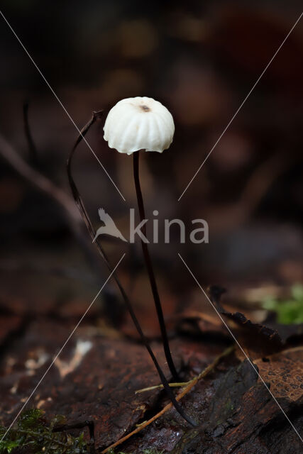 Collared parachute (Marasmius rotula)