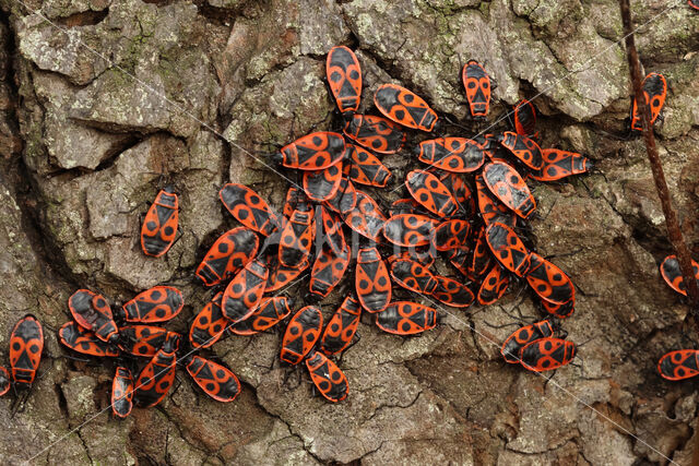 Firebug (Pyrrhocoris apterus)