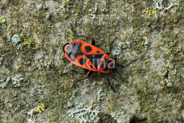 Firebug (Pyrrhocoris apterus)
