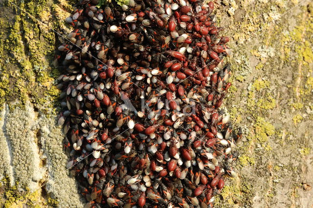 Oxycarenus Lavaterae