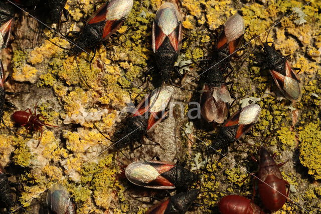 Oxycarenus Lavaterae