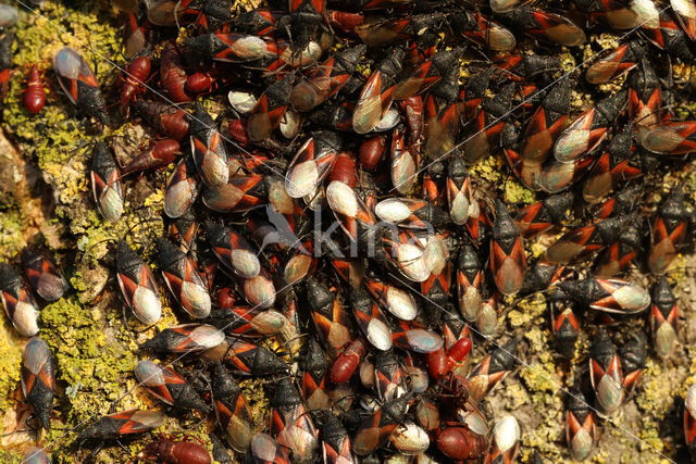 Oxycarenus Lavaterae