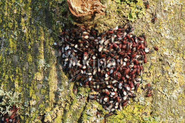 Oxycarenus Lavaterae