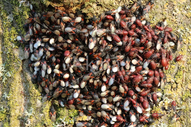Oxycarenus Lavaterae