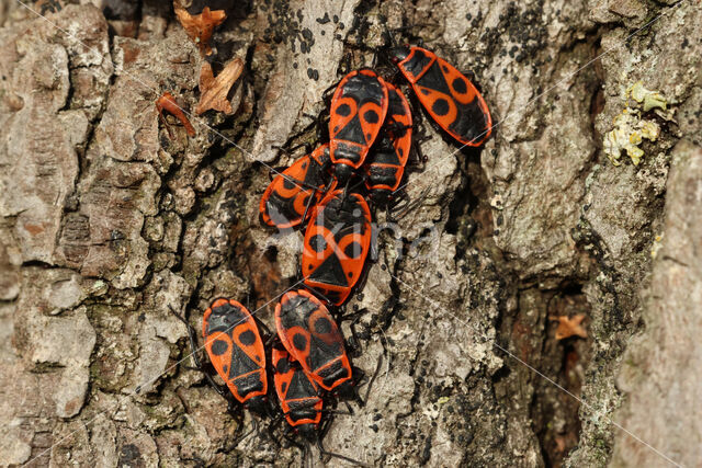Firebug (Pyrrhocoris apterus)