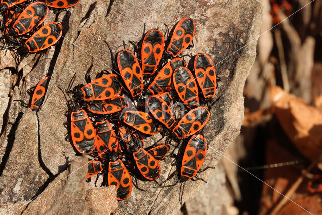 Vuurwants (Pyrrhocoris apterus)