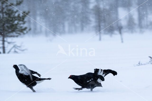 Black Grouse (Tetrao tetrix)