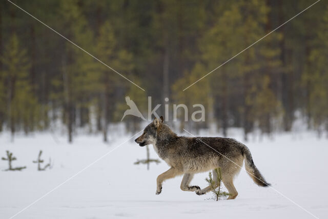 Grey Wolf (Canis lupus)
