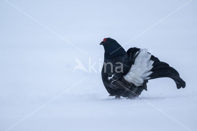 Black Grouse (Tetrao tetrix)