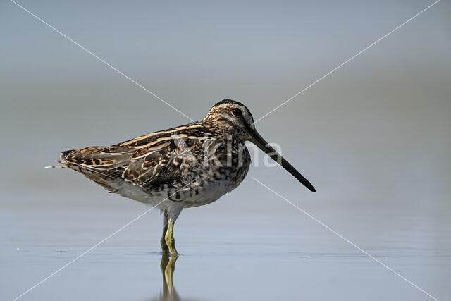 Common Snipe (Gallinago gallinago)