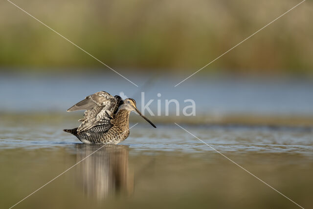 Watersnip (Gallinago gallinago)