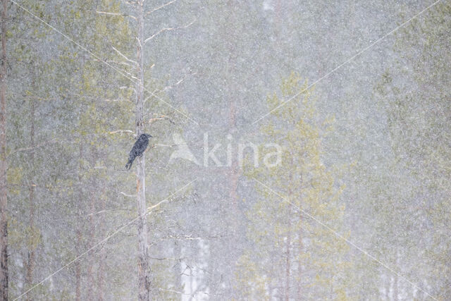 Common Raven (Corvus corax)