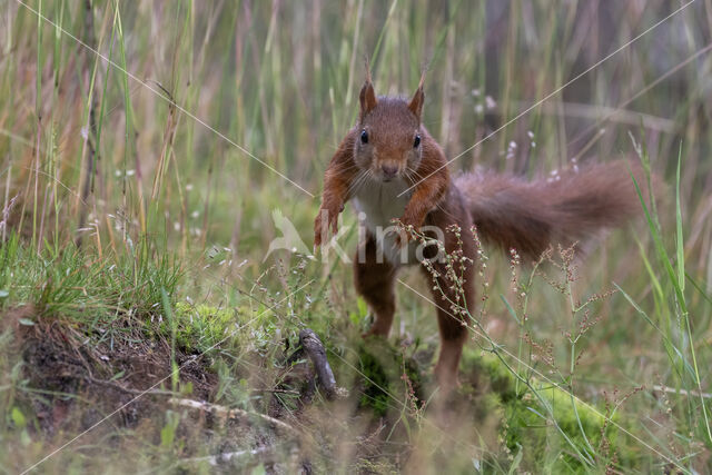 Red Squirrel (Sciurus vulgaris)