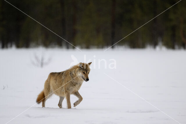 Grey Wolf (Canis lupus)