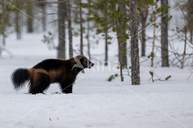 Wolverine (Gulo gulo luscus)