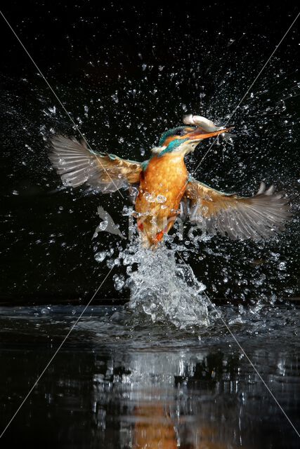 Kingfisher (Alcedo atthis)
