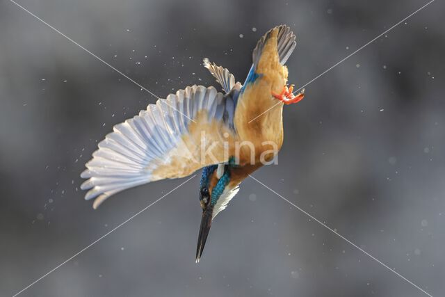 IJsvogel (Alcedo atthis)