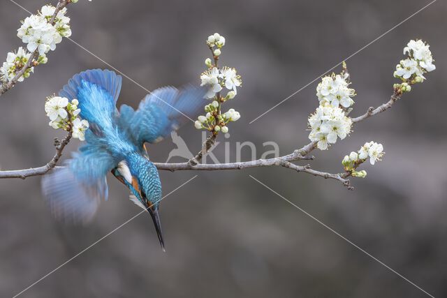 Kingfisher (Alcedo atthis)