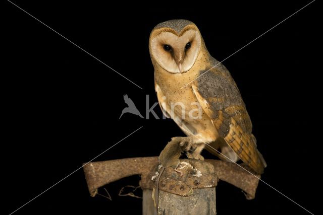 Kerkuil (Tyto alba)