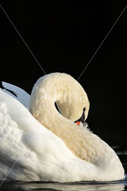 Mute Swan (Cygnus olor)