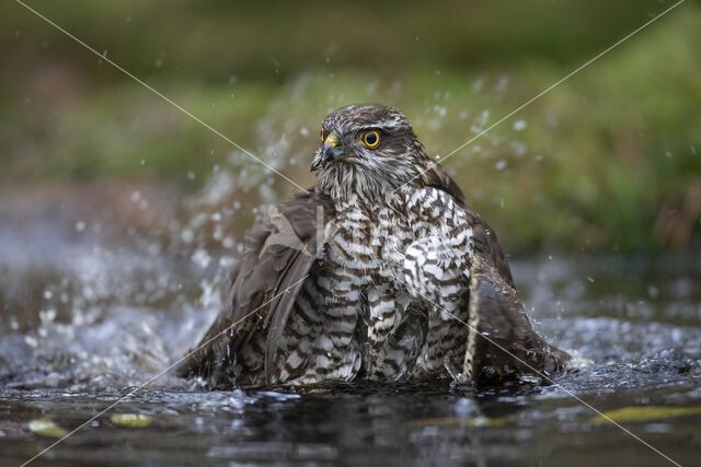 Sparrow Hawk (Accipiter nisus)