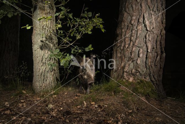 Wild Boar (Sus scrofa)
