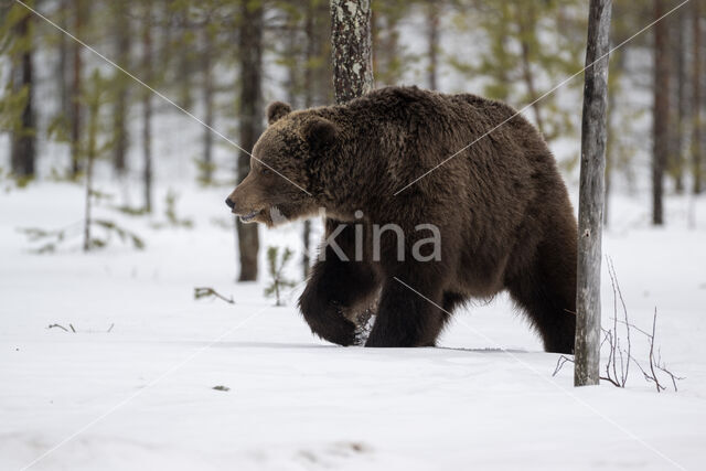 Brown Bear (Ursus arctos)