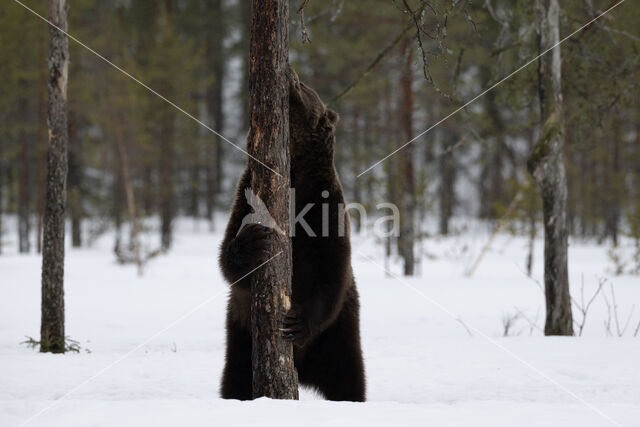 Brown Bear (Ursus arctos)