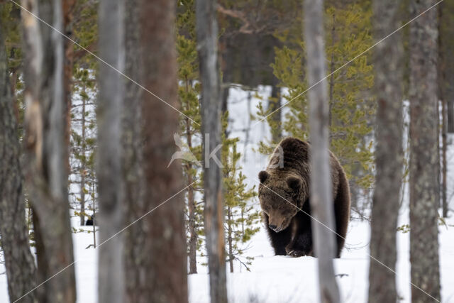 Bruine beer (Ursus arctos)