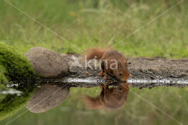 Red Squirrel (Sciurus vulgaris)