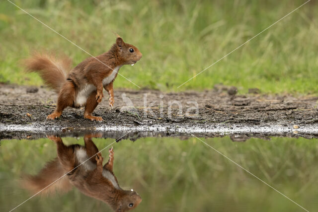 Red Squirrel (Sciurus vulgaris)