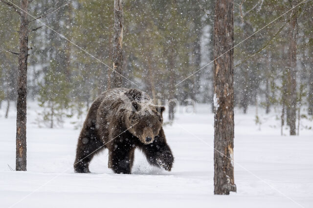 Brown Bear (Ursus arctos)