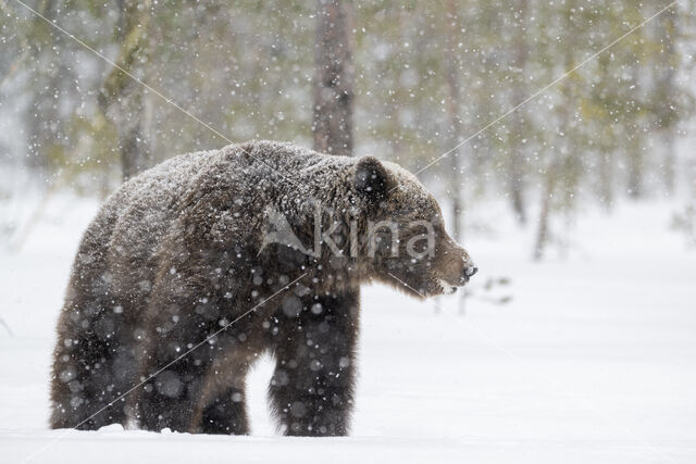 Brown Bear (Ursus arctos)