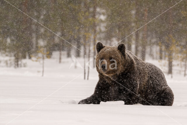 Brown Bear (Ursus arctos)