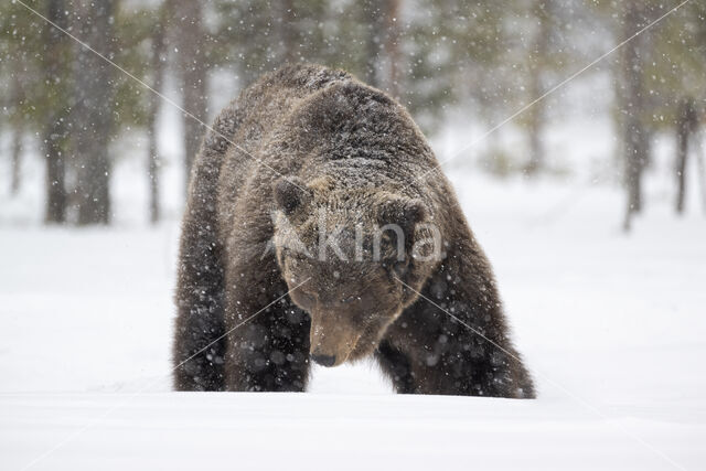 Brown Bear (Ursus arctos)