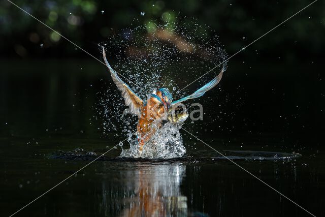 IJsvogel (Alcedo atthis)