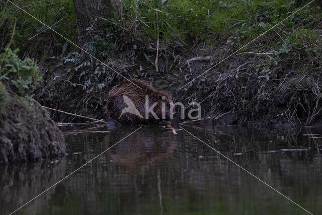 Europese bever (Castor fiber)