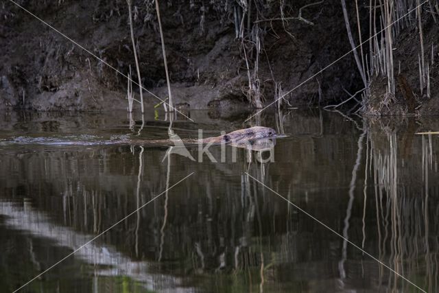 Europese bever (Castor fiber)