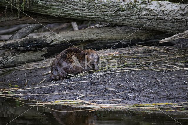 Europese bever (Castor fiber)