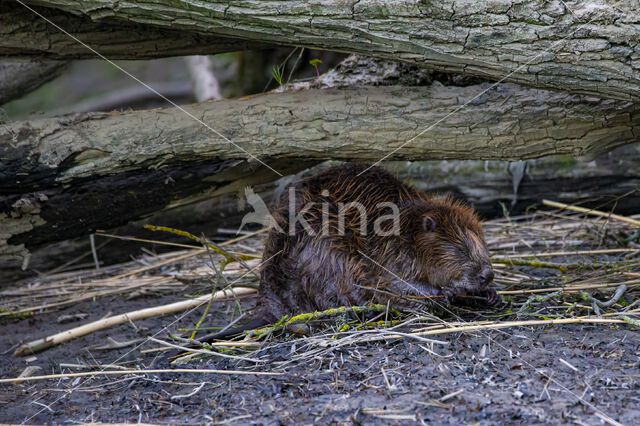 Eurasian beaver (Castor fiber)