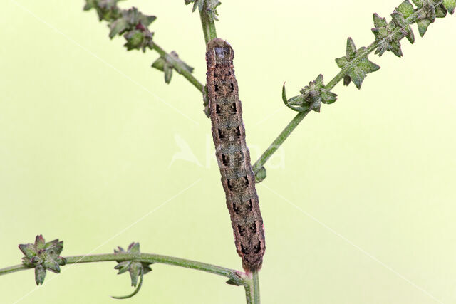 Spurrie-uil (Discestra trifolii)